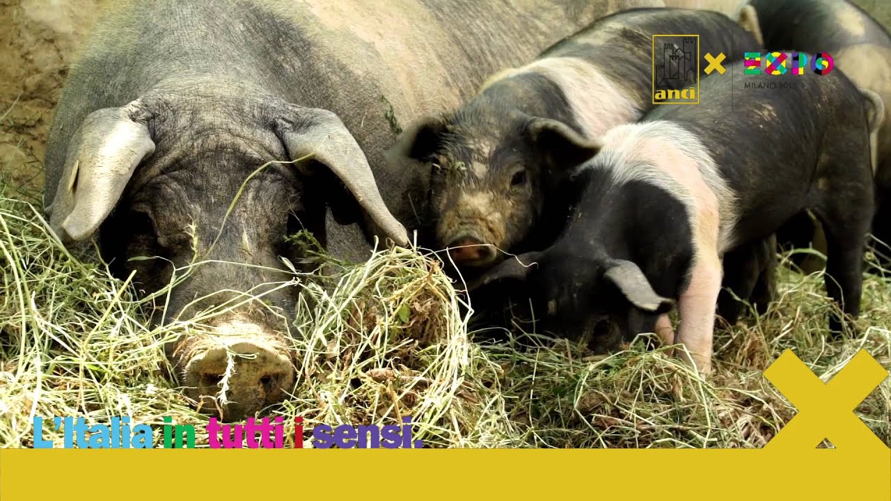 Fattoria Fierli, Chianina e Cinta Senese - Expo15