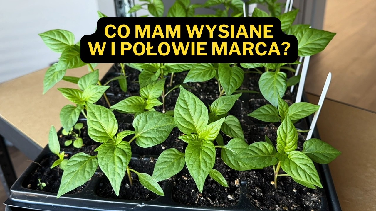 Co mam wysiane w I połowie marca? 🌿 Przegląd rozsad