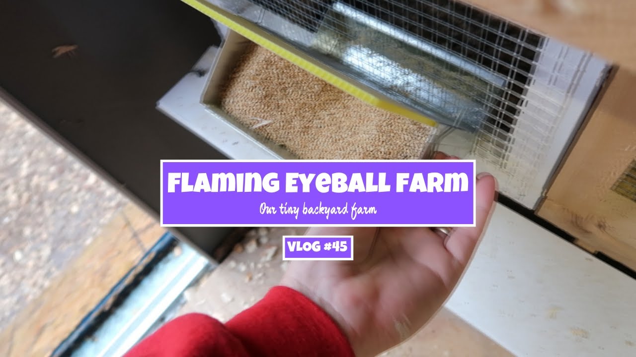 Quail feeder mods