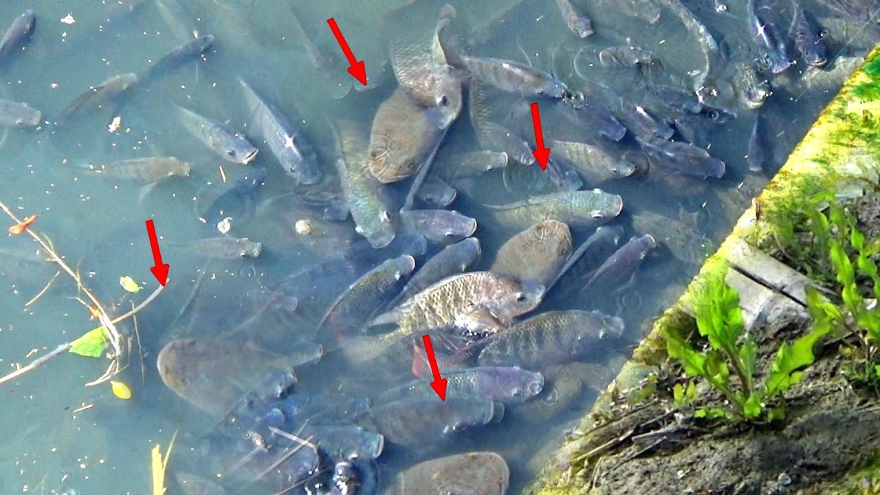 SAYA MENEMUKAN SARANG GABUS LIAR LAGI|| KETAPEL IKAN  ||SLINGSHOT FISHING