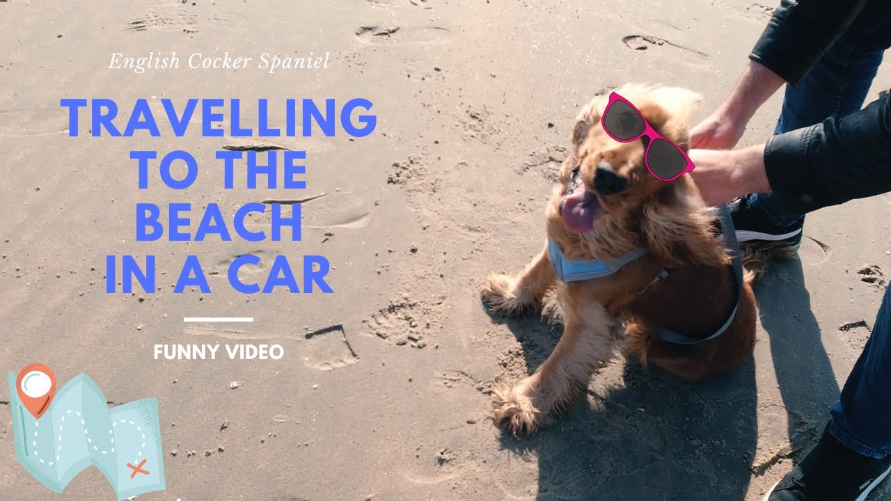 🐶Travelling with a dog in Tesla🐾Enjoying the beach in Belgium🐕 English Cocker Spaniel - Robby
