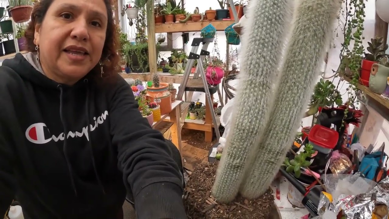 Como transplanto mi cactus viejito! 3/5/26