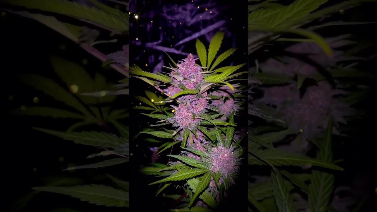LEMON CHERRY COOKIES AUTO&trade; New Strains | Fast Buds | Indica by   cover crop king