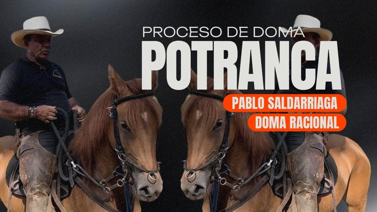 Cómo entrenar una potranca en solo 2 meses