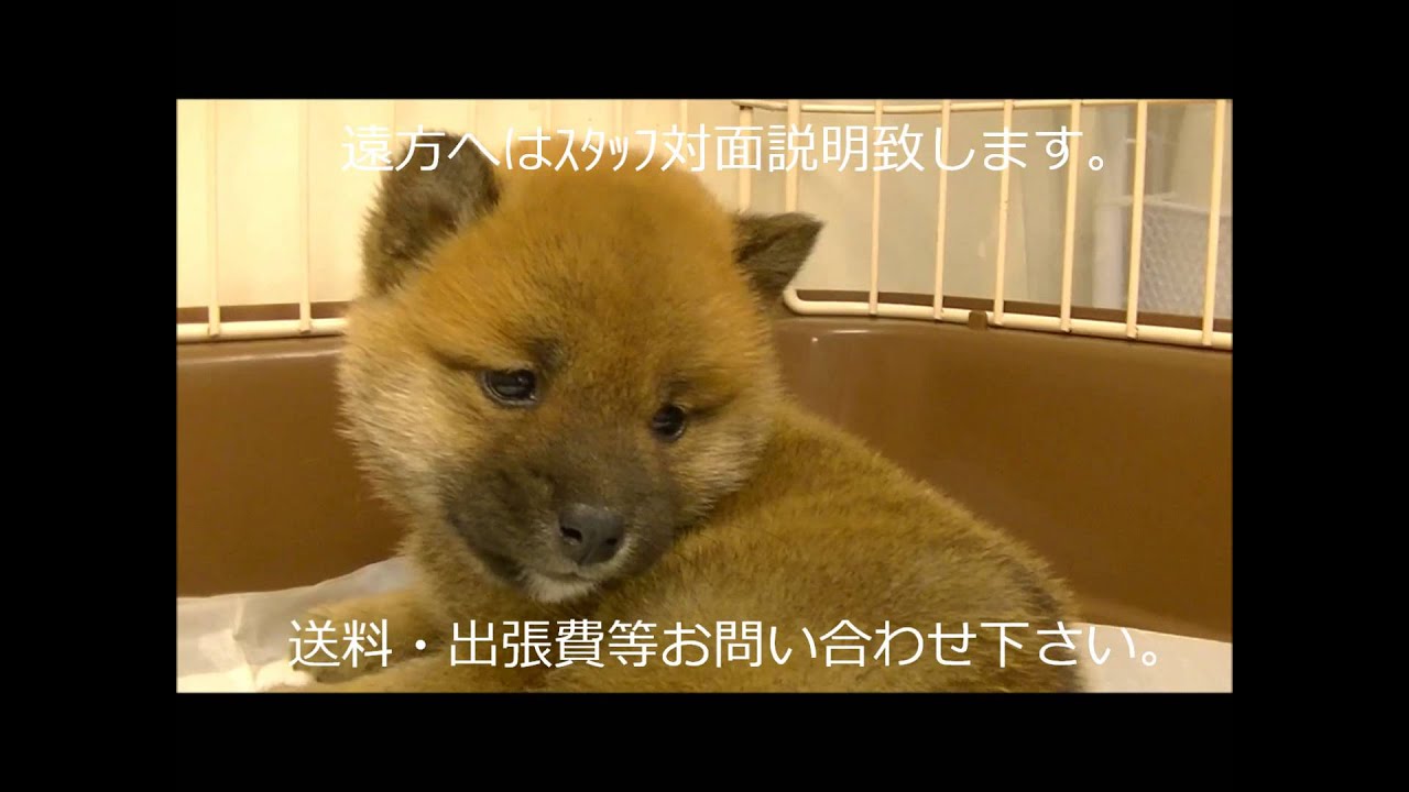 ペット通信販売アゴ極小豆柴サイズ柴君