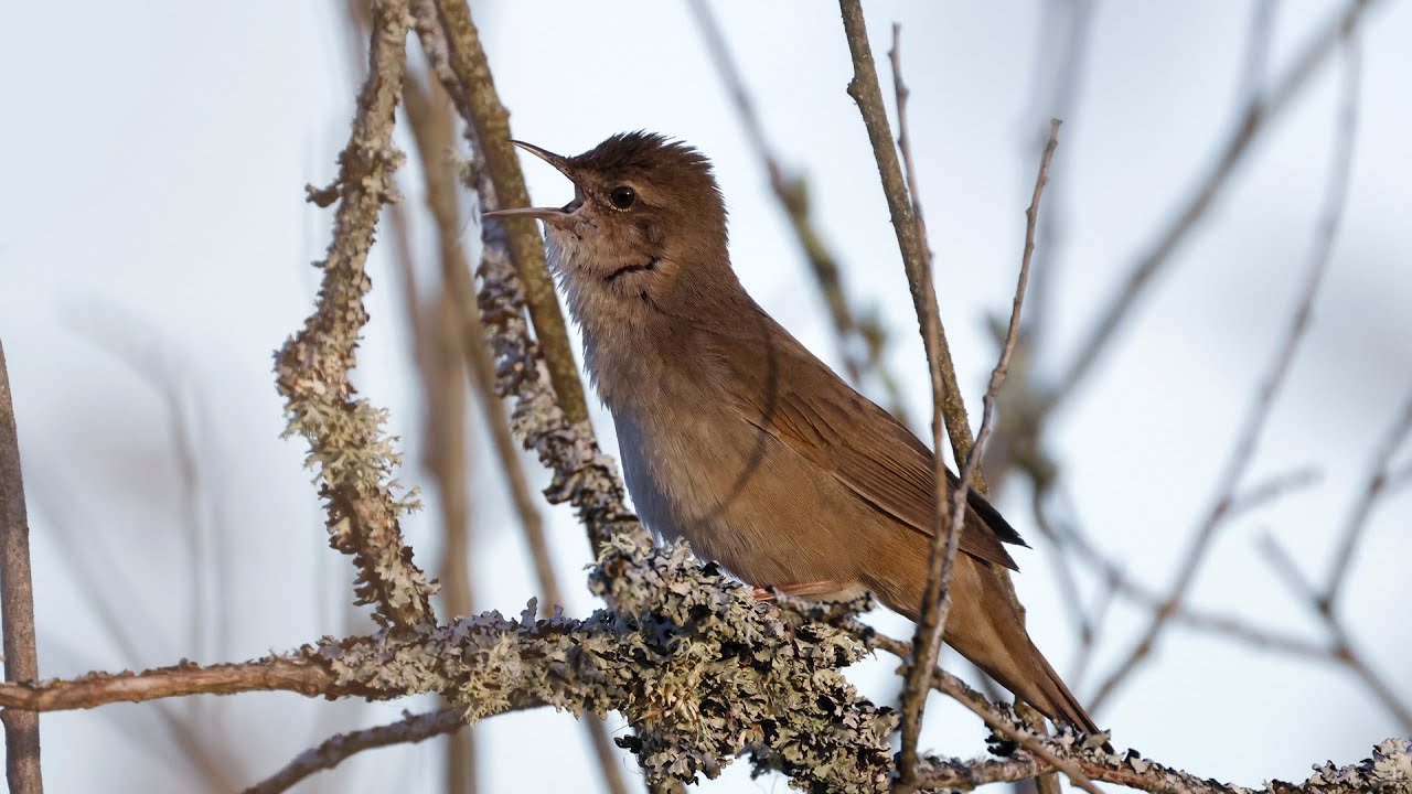 A successful birding day at Hjälstaviken, with Savi's Warbler and more. (May 11 2024) #canonr5