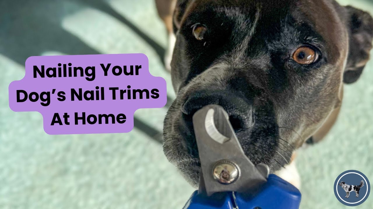 How to Safely Cut Your Dog’s Nails at Home | Easy Nail Trimming Tips for Beginners