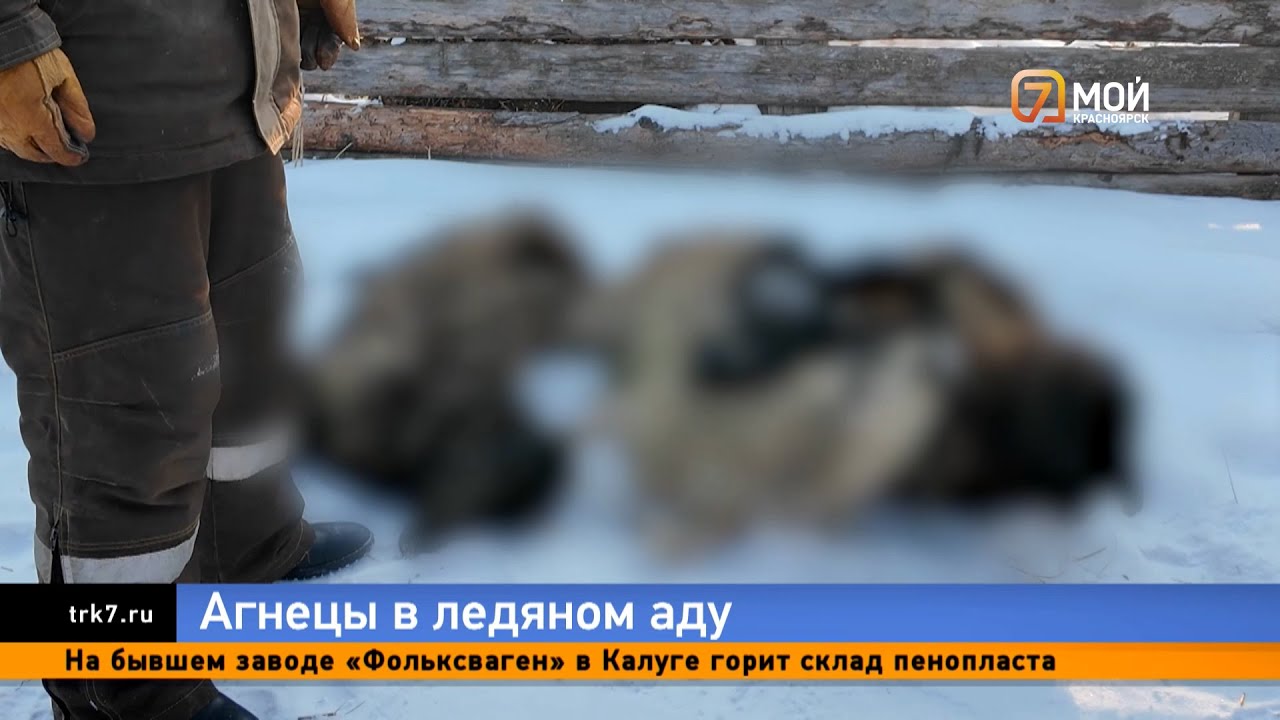 Под Красноярском сотня ягнят замёрзла насмерть после того, как сосед перекрыл ручей
