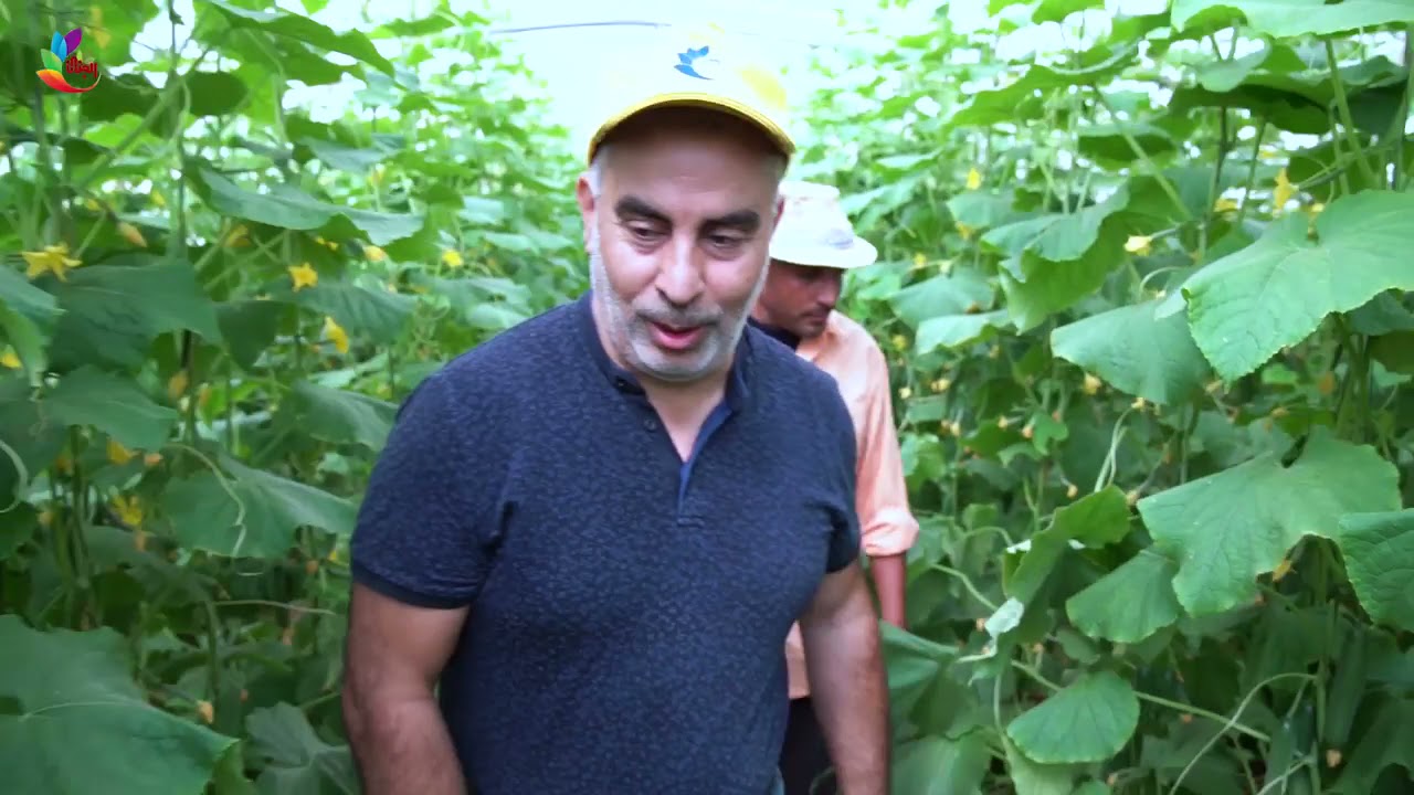 صنف الخيار المتحمل للفايروس والحرارة 