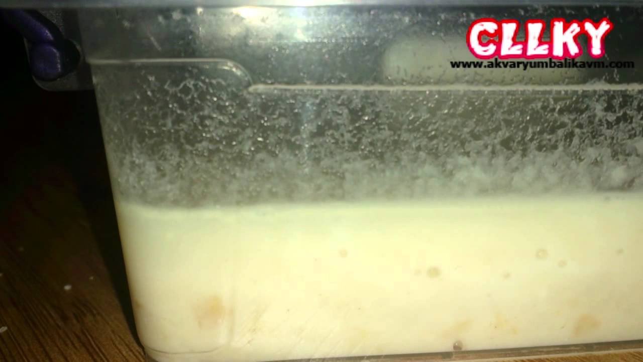 Mikro Kurt K&uuml;lt&uuml;r&uuml; &Ccedil;ıkmış Hali