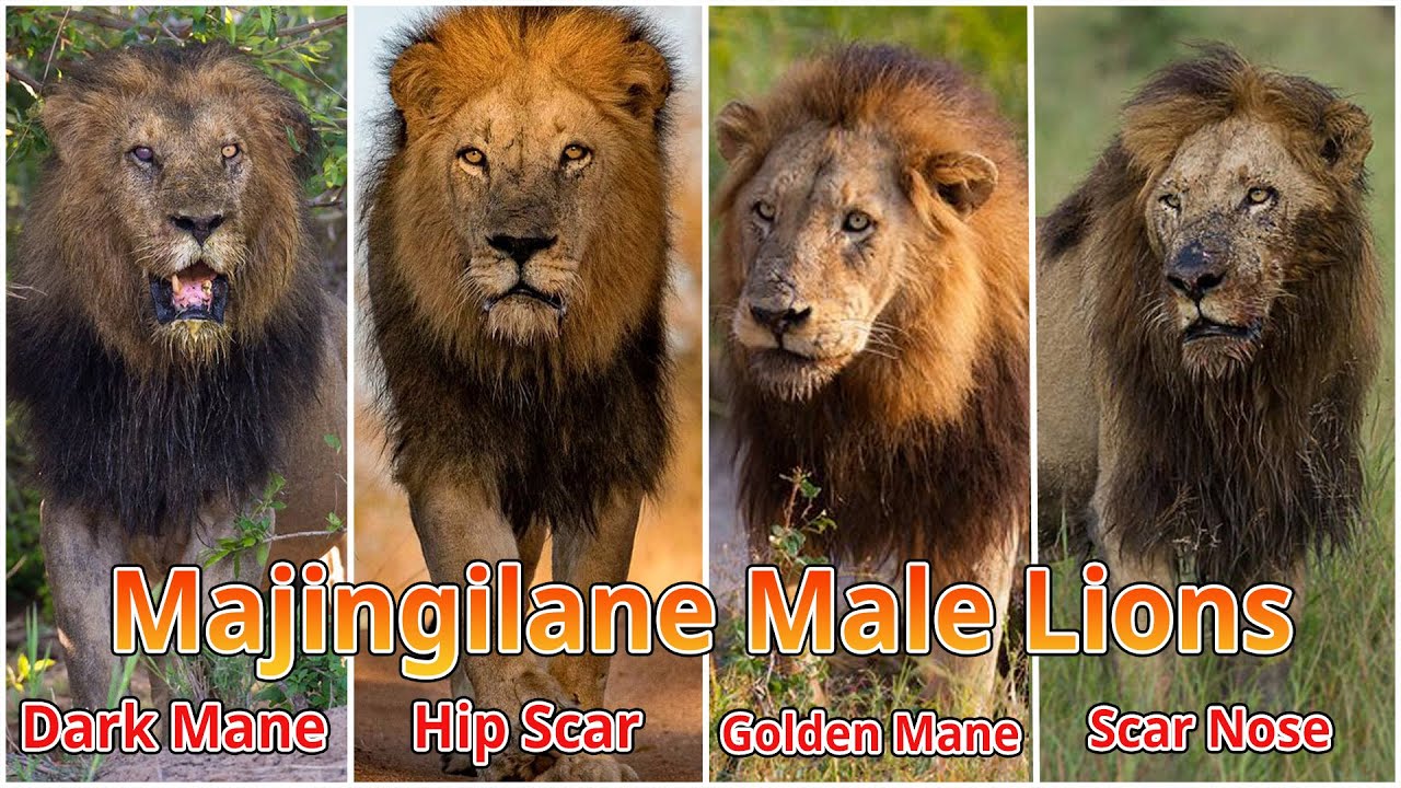 ตำนานไม่มีวันสิ้นสุด 4 กลุ่มสิงโต ผู้สืบทอดอำนาจจากกลุ่มสิงโต Mapogo Ep.2 #animalpresents