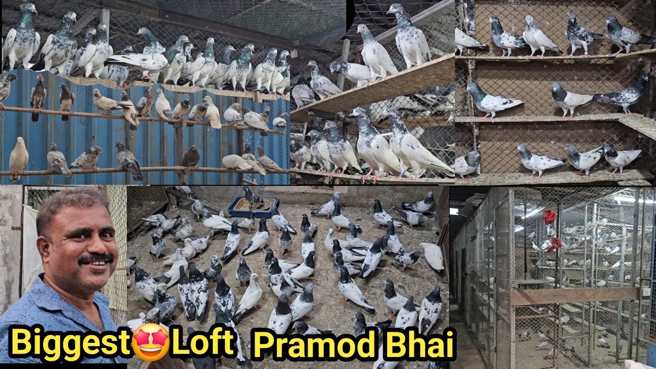 Pramod Bhai Ka😱Biggest🕊Loft 1 Number Setup Aap Ka Dil Khush Ho Jayega 🤩 Nall Sopara.