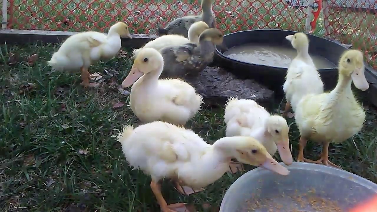 3 week old ducklings