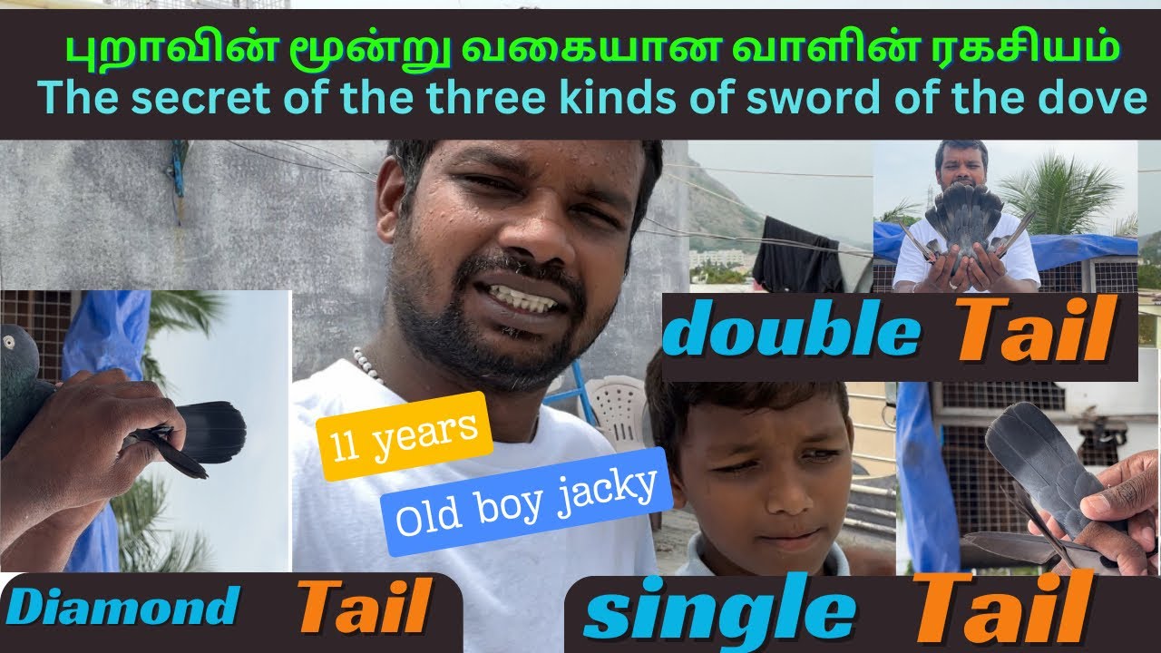 புறாவின் மூன்று வகையான வாளின் ரகசியம்|| pigeon 3 sword secret || #petsworld #pura #love #video #dove