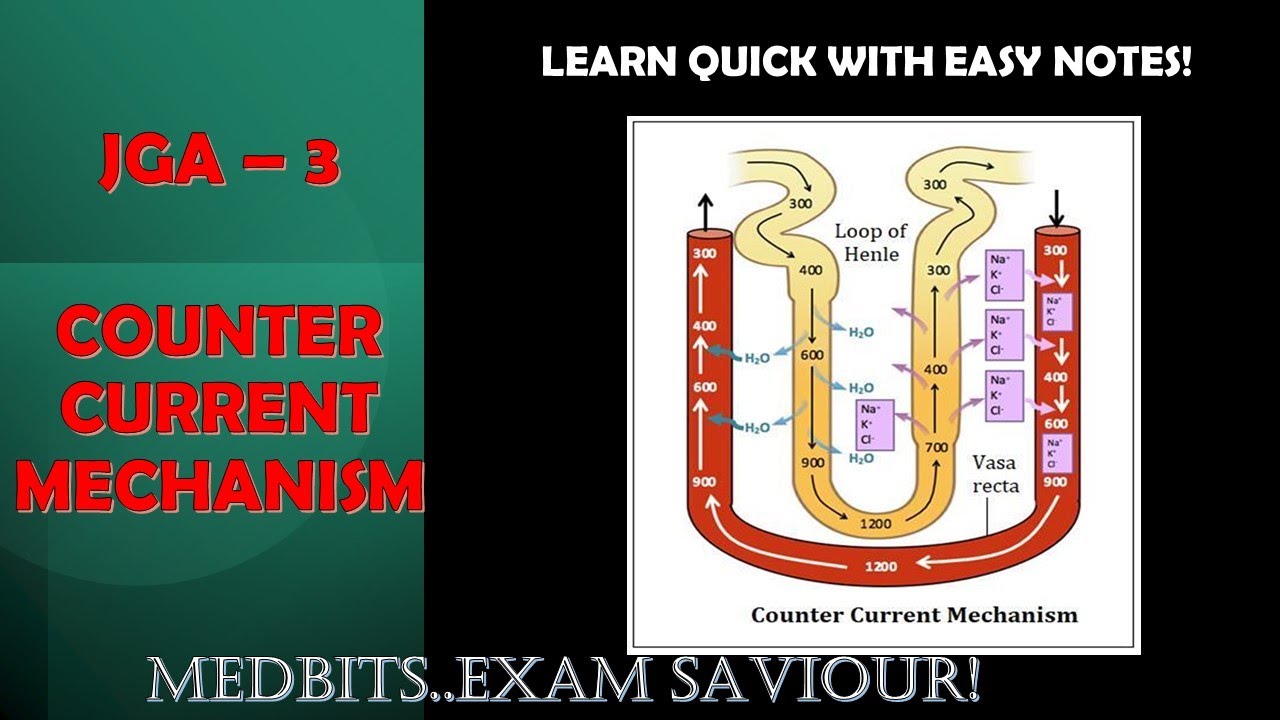 JGA Part 3 : COUNTER CURRENT MECHANISM EASIEST EXPLANATION