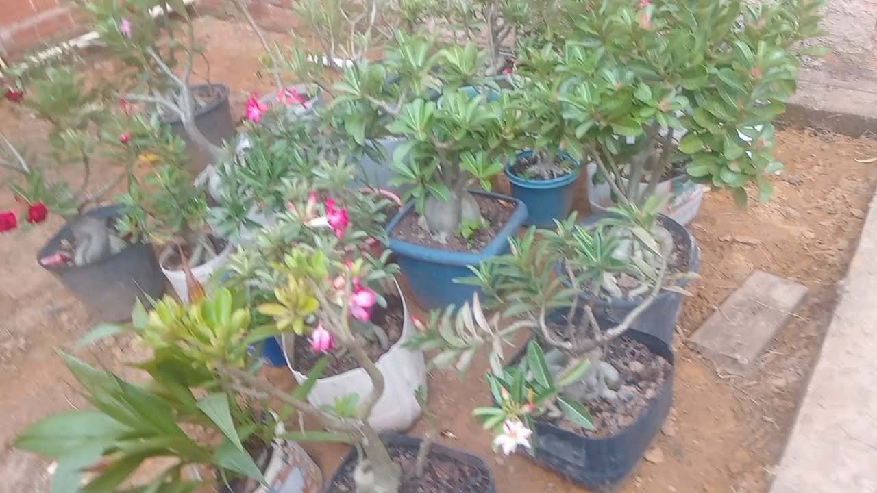Mostrando as plantas  que está na  casa da minha mãe  que é a rosa do  deserto  dela 
