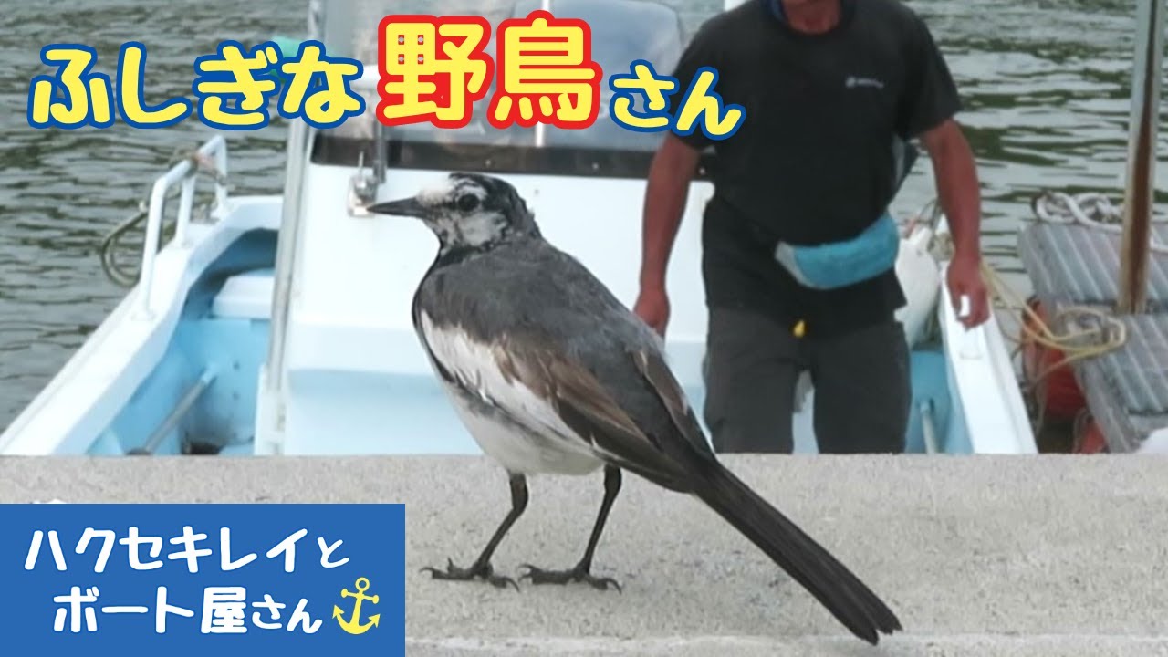 人懐っこいハクセキレイくりちゃんの魅力をお伝えします✨