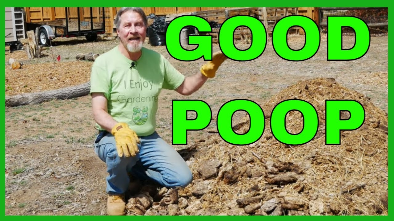 Manure in the Garden (Tips & Concerns)