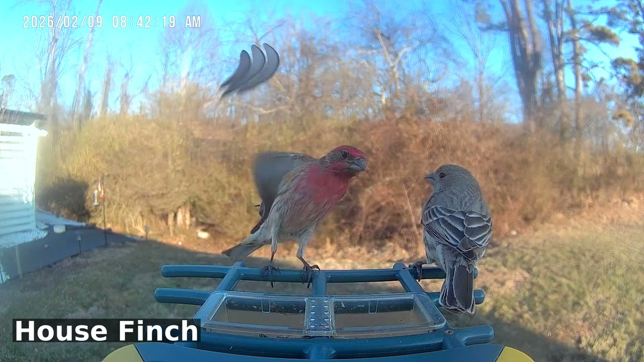 House Finch Spotlight: Feeder Fanatic Finches | Birds of Asheville | 02-16-2026