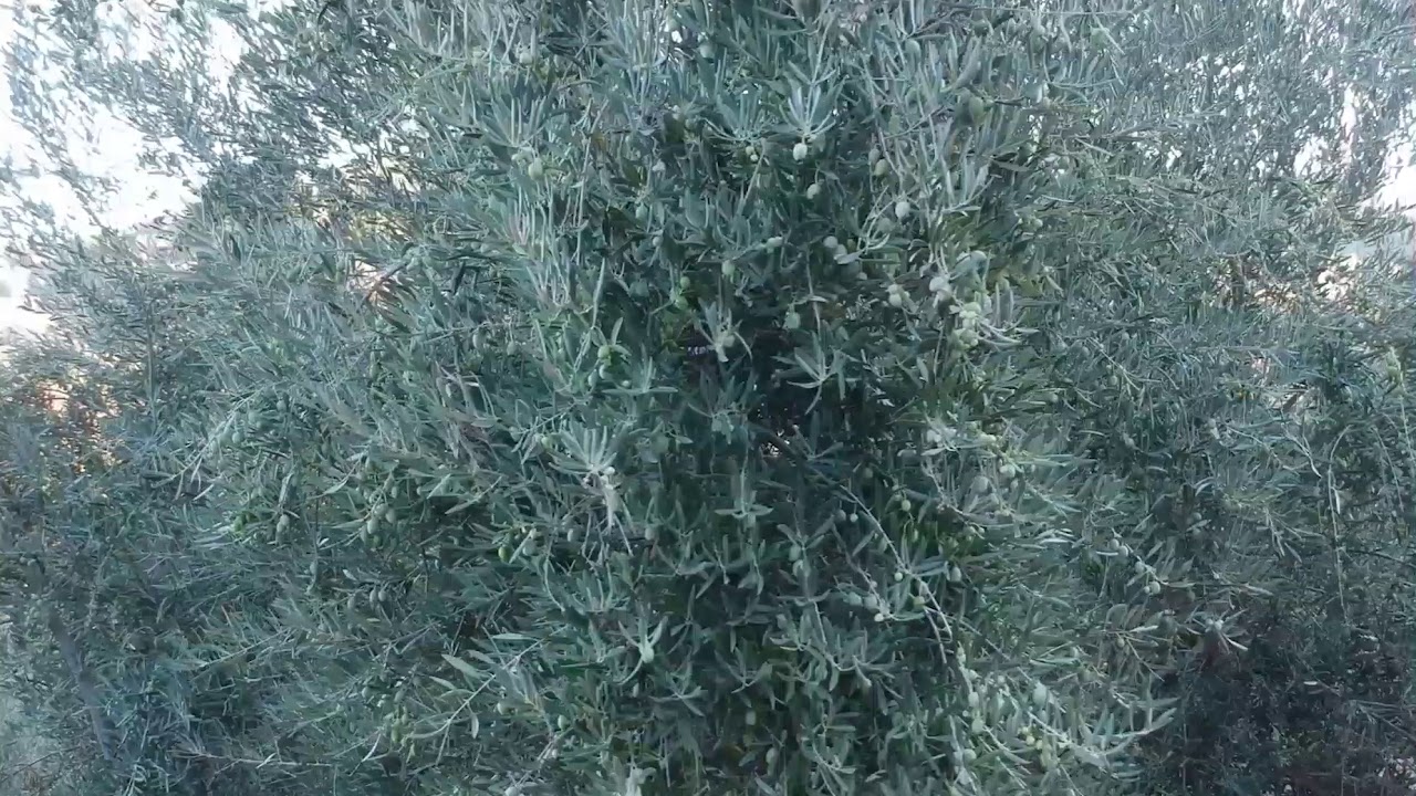 Venta Finca Olivar en Siles