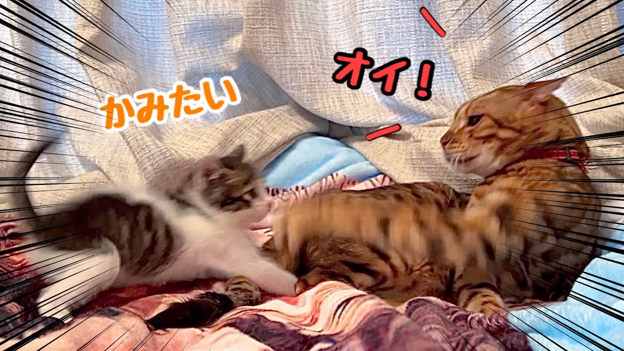 先住猫が新入り猫に怒った時の、子猫の反応が面白くて可愛すぎた…【預かり保護猫】