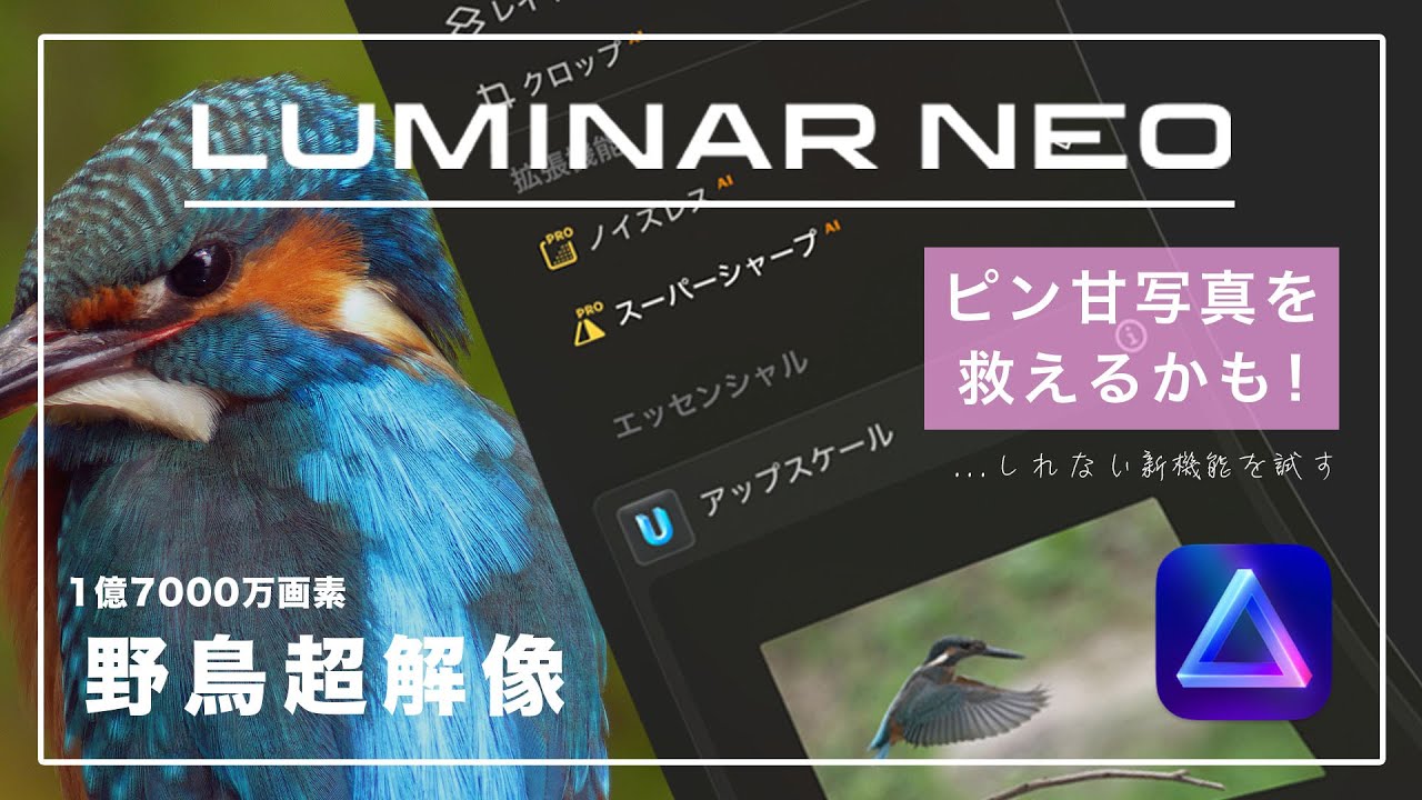ピン甘写真を救いたいーLuminar NEO 新機能アップスケール&スーパーシャープで野鳥の解像感は上がるのか!?ー