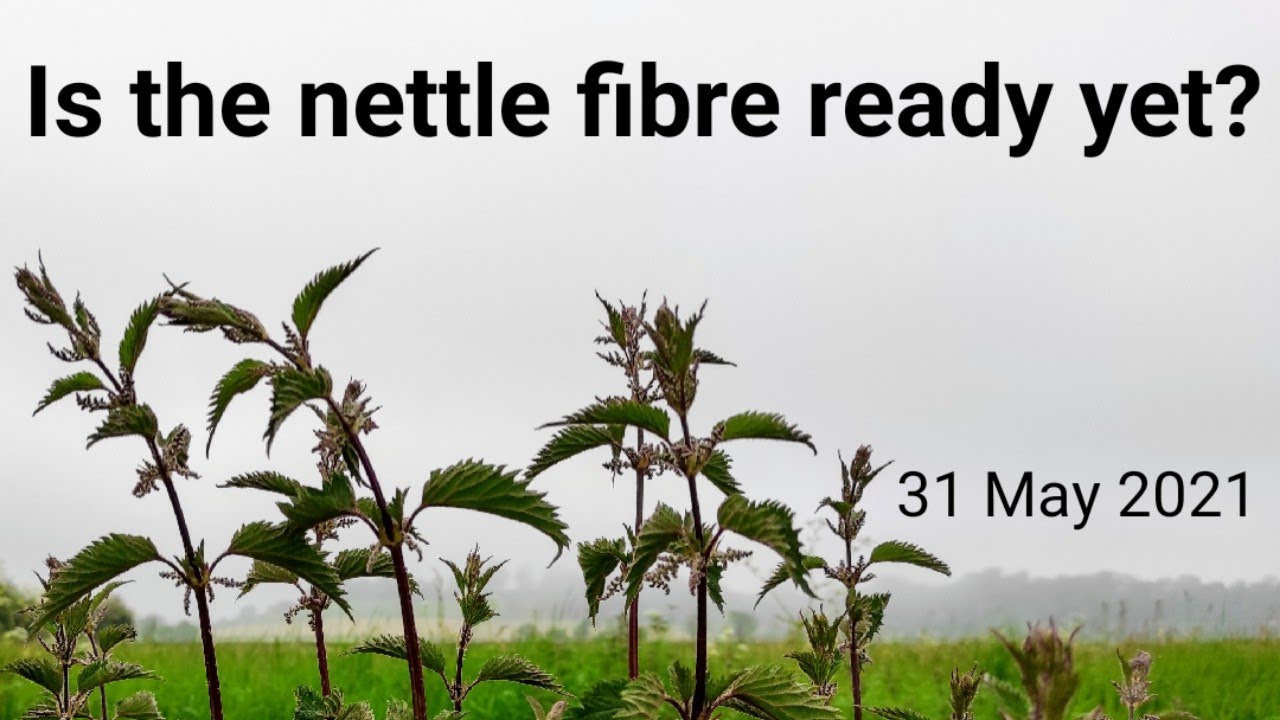 Is the Nettle Fibre Ready to Harvest Yet? (May 31, 2021)