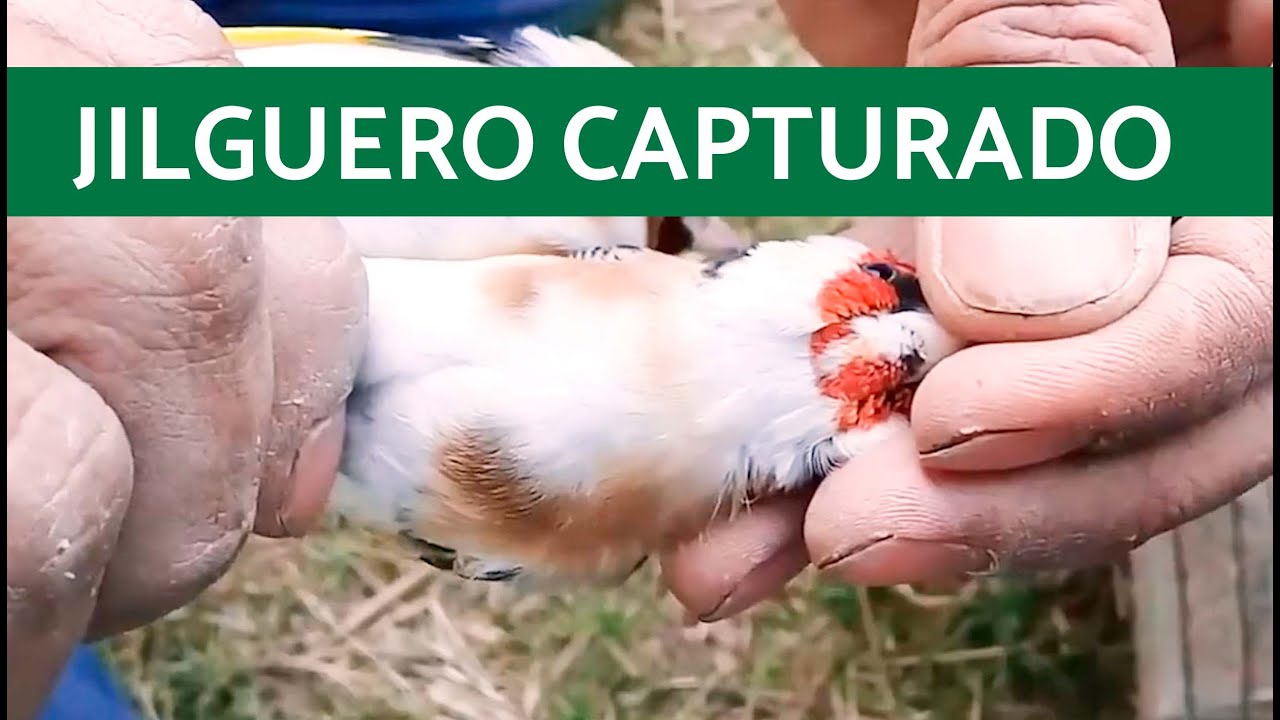 Captura de JILGUERO con RED y LIBERACIÓN