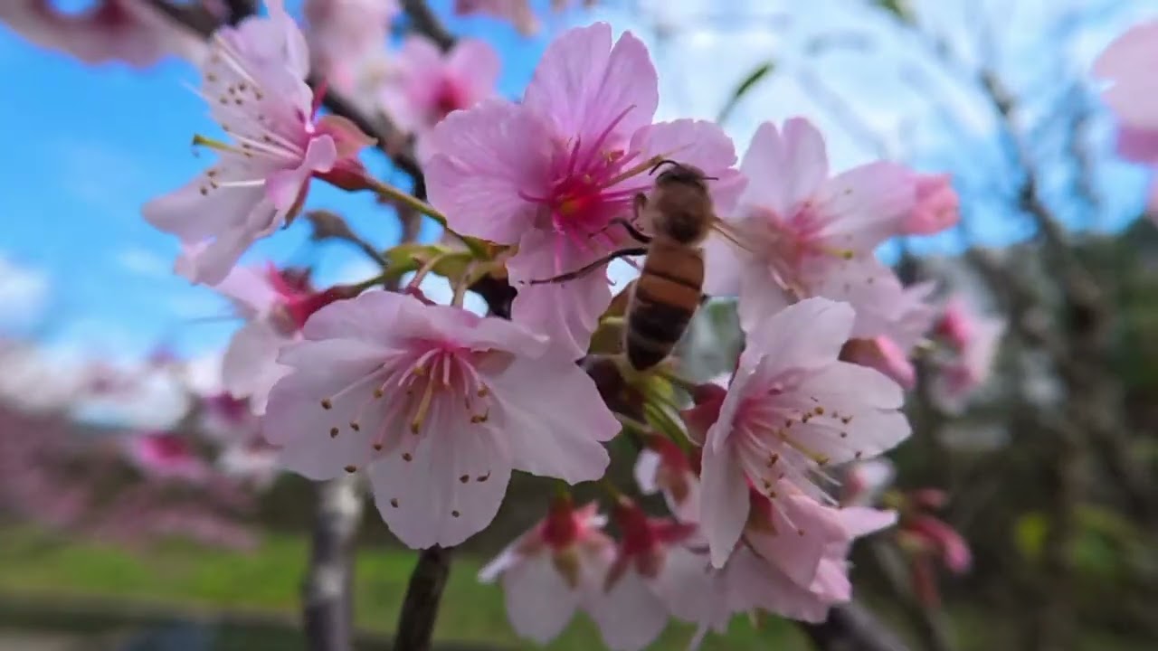 【樂活公園櫻花拍蜜蜂】2026/02/06