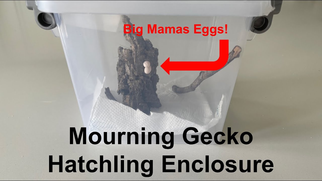How to Make Mourning Gecko Hatchling Enclosure!