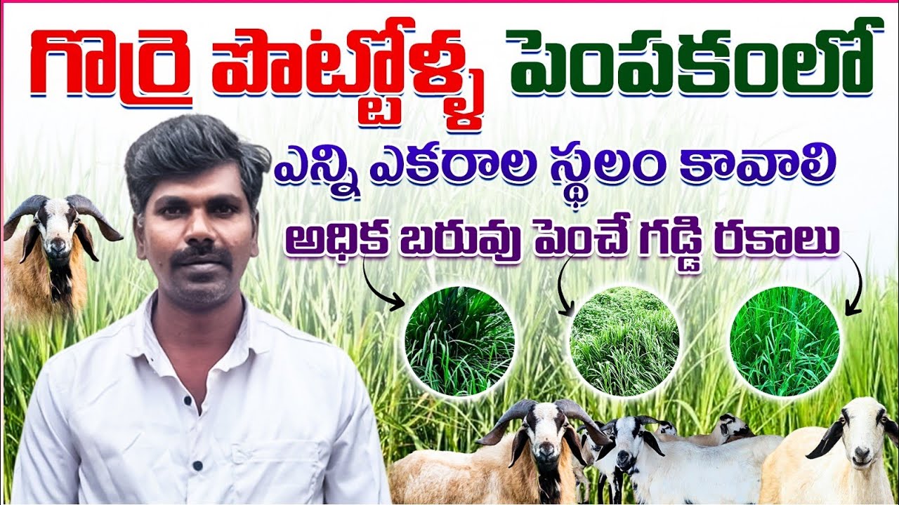 గొర్రెల మేకల పెంపకం పచ్చి గడ్డి రకాలు green fodder for sheep Goat Farm