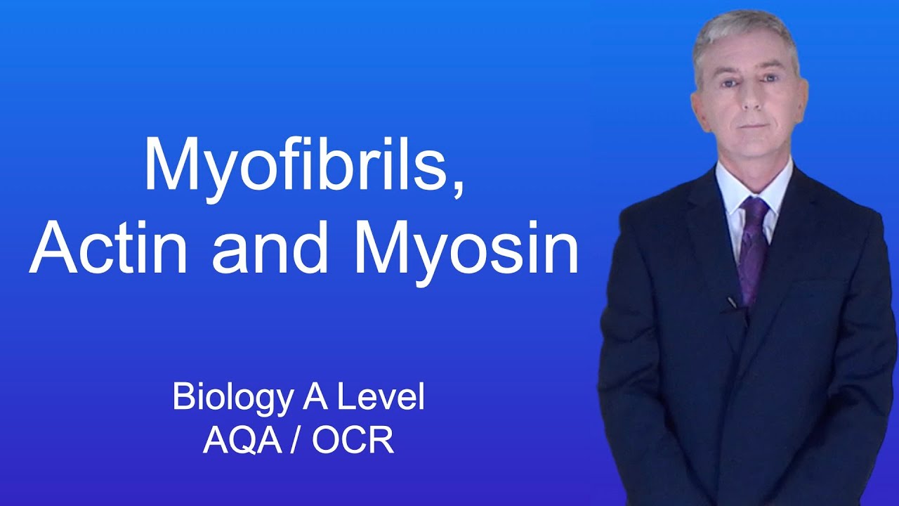 Повторение биологии уровня A (13 класс) &laquo;Миофибриллы, актин и миозин&raquo;