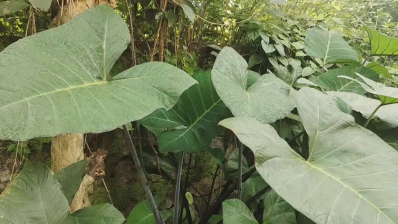 Pathrode | Kesuvina Yeleya Pathrode | Pathrode Tawa Fry | Colocasia / Taro | Tulu-Mangalorean Recipe