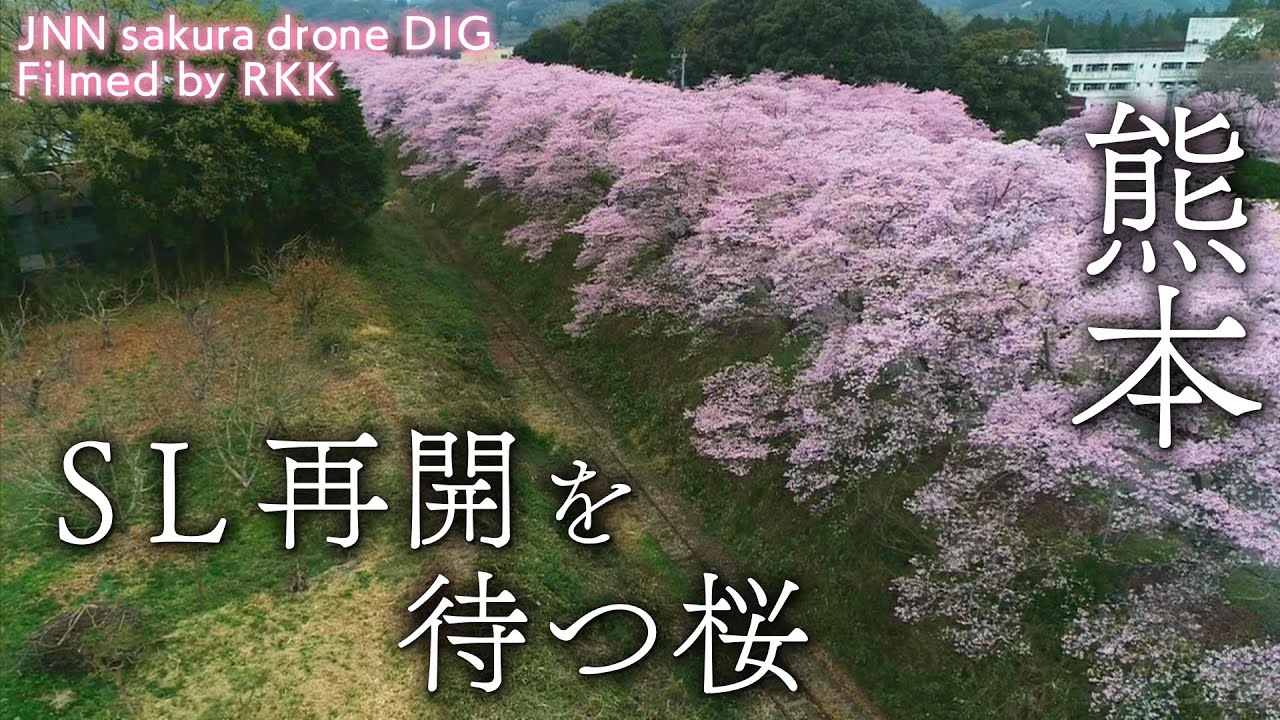 SL再開を待つ桜　熊本県人吉市【JNN sakuraドローンDIG】