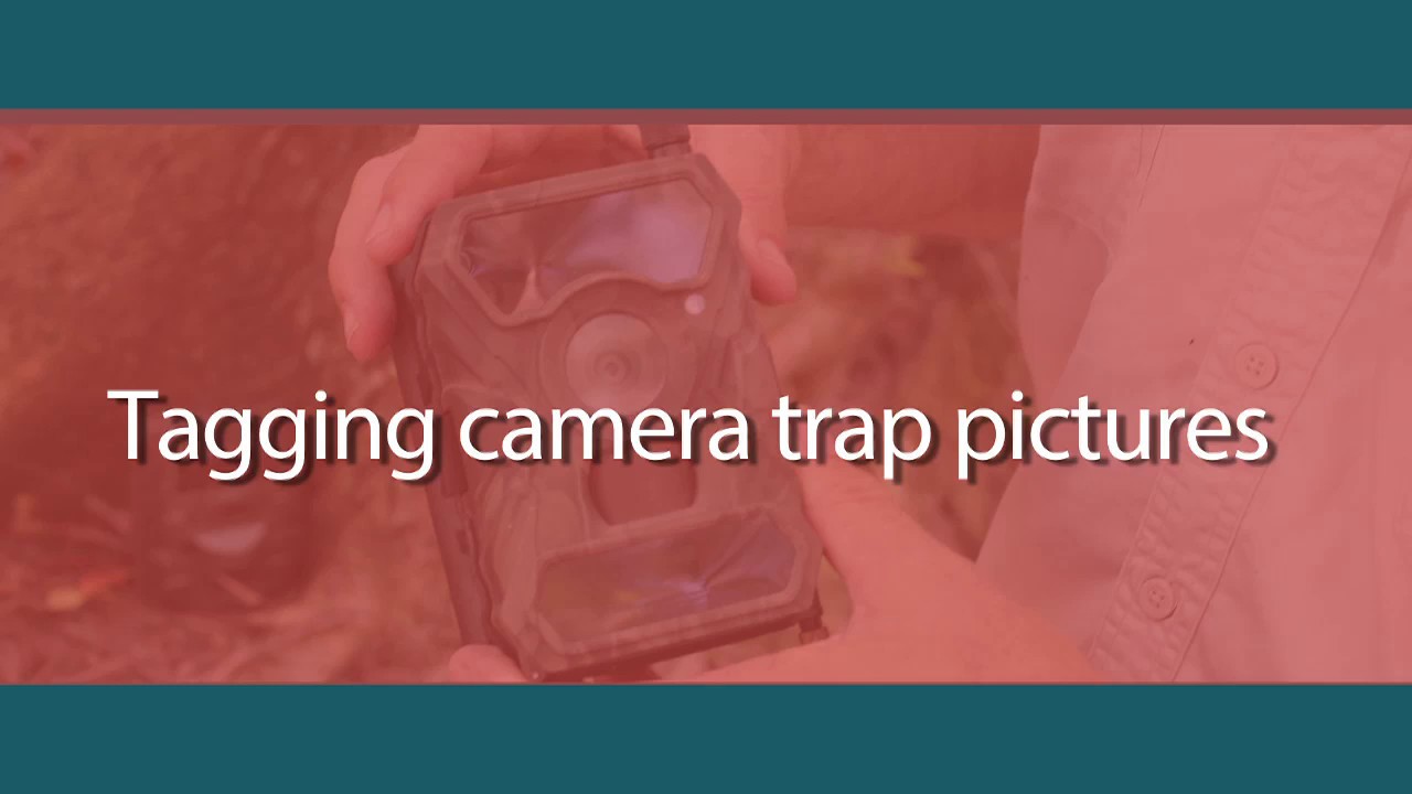 Tagging camera trap pictures with Exif Pro software