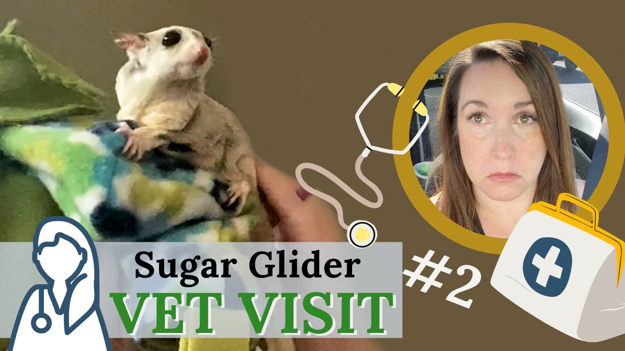 Re-Homed Sugar Glider Vet Visit #2