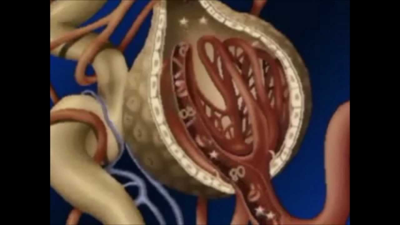 EL SISTEMA EXCRETOR