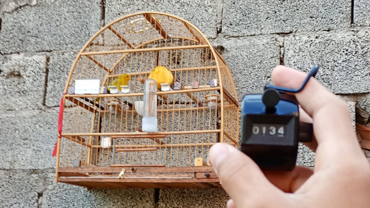 Coloquei meus canário da terra para tomar banho e banho de sol vídeo cortando no final 