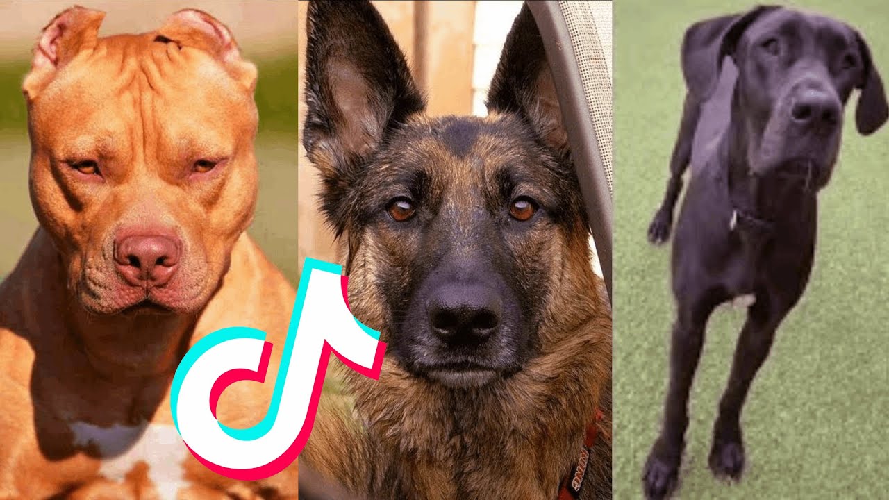 badass dogs of tiktok compilation | We Pets