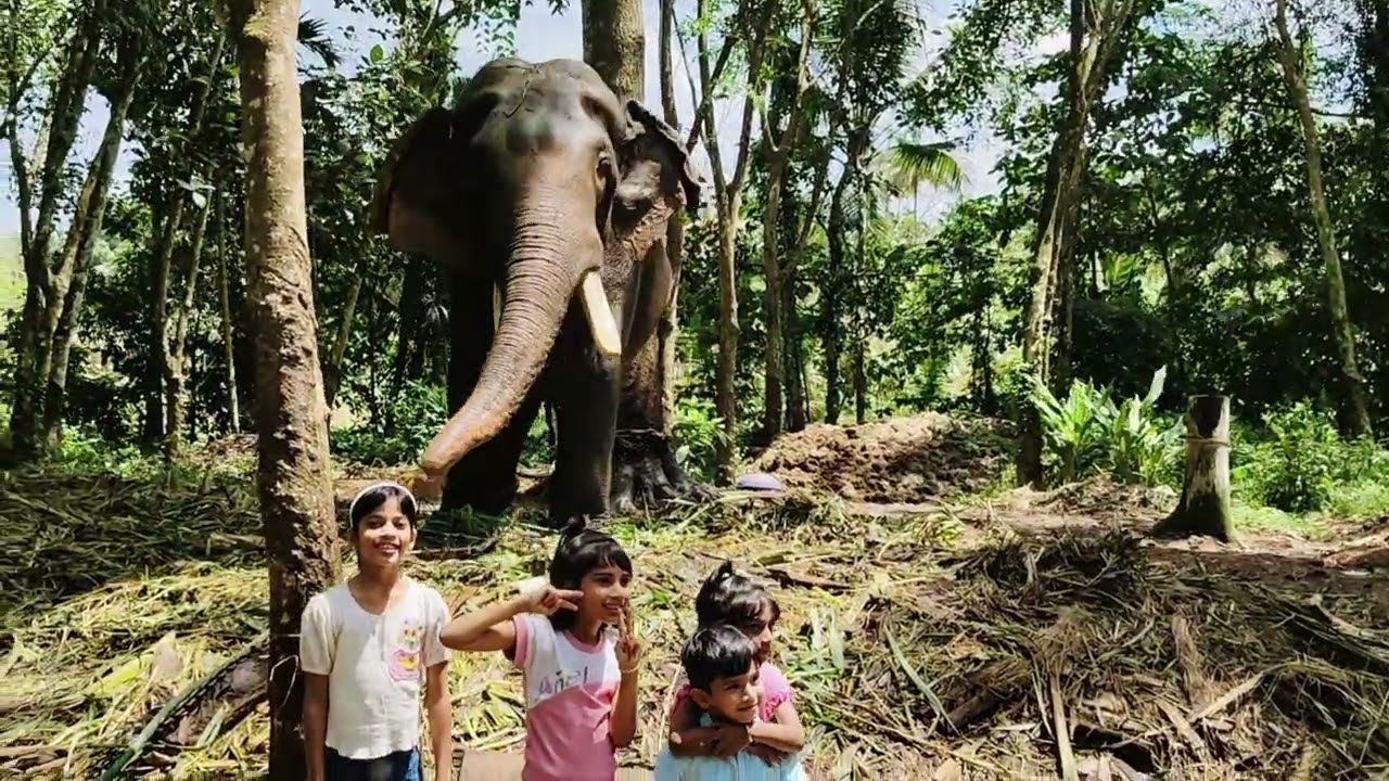 നീരുകാലത്തിന്റെ മൂർദ്ധന്യാവസ്ഥയിൽ നിൽക്കുമ്പോഴും കൊച്ചുകുട്ടികളോടൊപ്പം സൗമ്യമായി നിൽക്കുന്നു 🐘