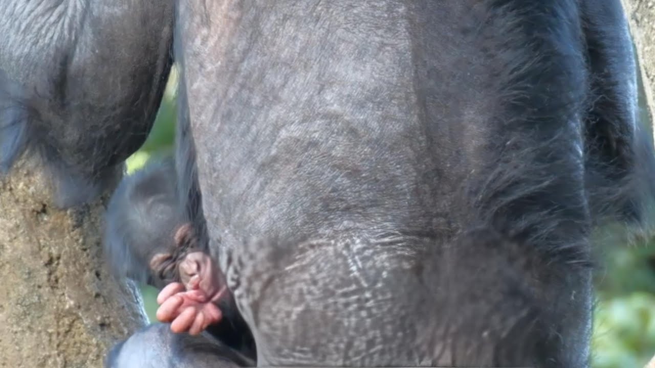 ハルちゃんの妹を幸せのサチコが産んでくれた（Happy Sachiko gave birth to Haru-chan's sister.）　よこはま動物園ズーラシア　チンパンジー　202310