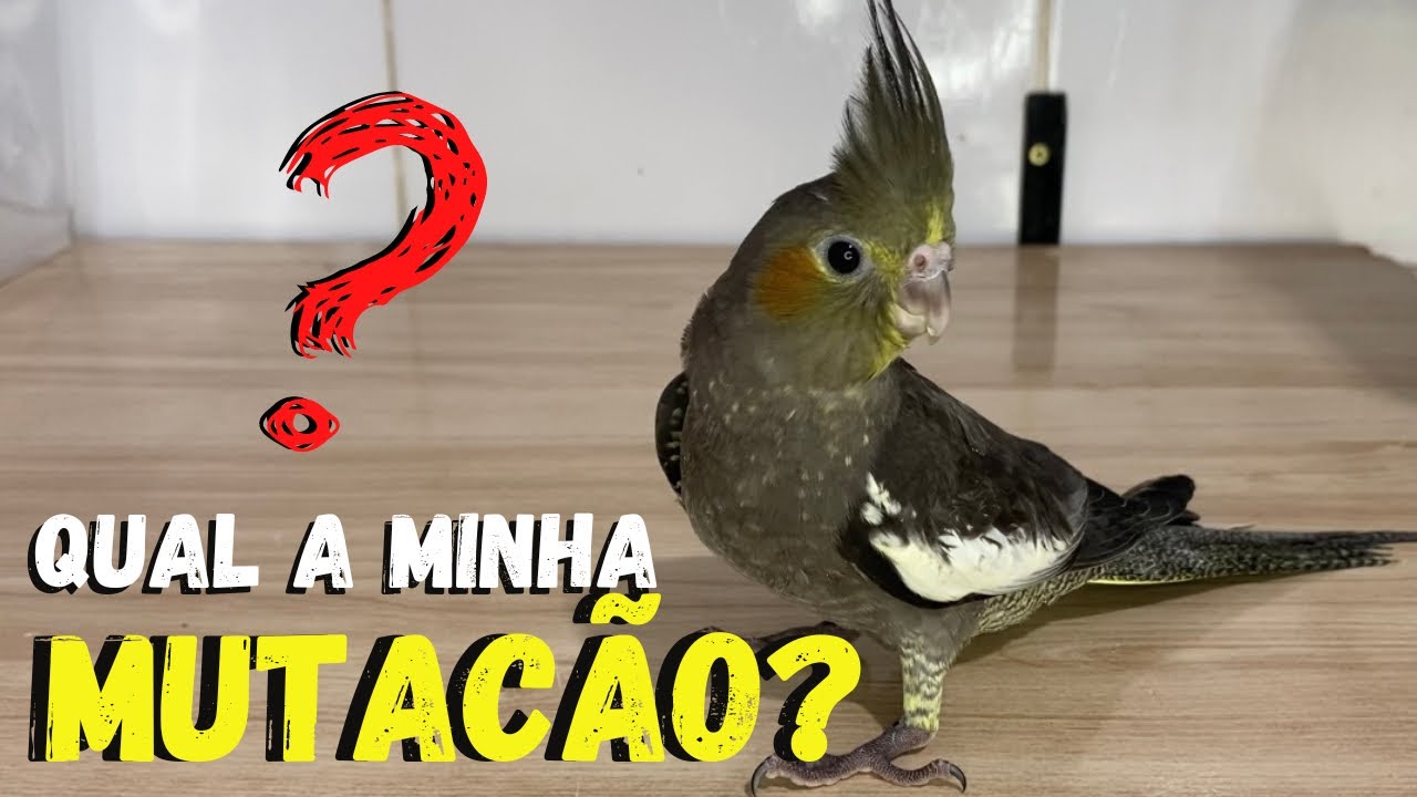 AS MUTAÇÕES DOS MEUS FILHOTES