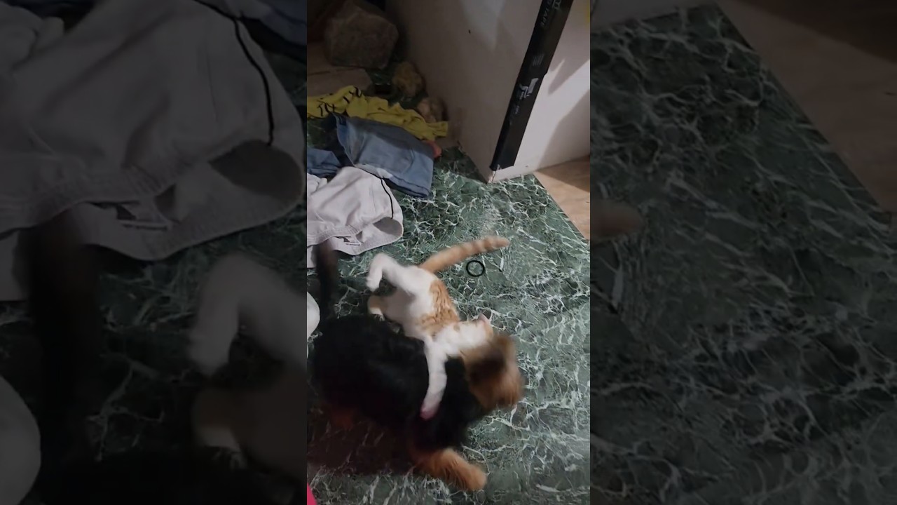 Just 2 mythic beasts fighting for the laundry! 😂 Like, Comment, Subscribe, We appreciate you ALL! 😺🐶