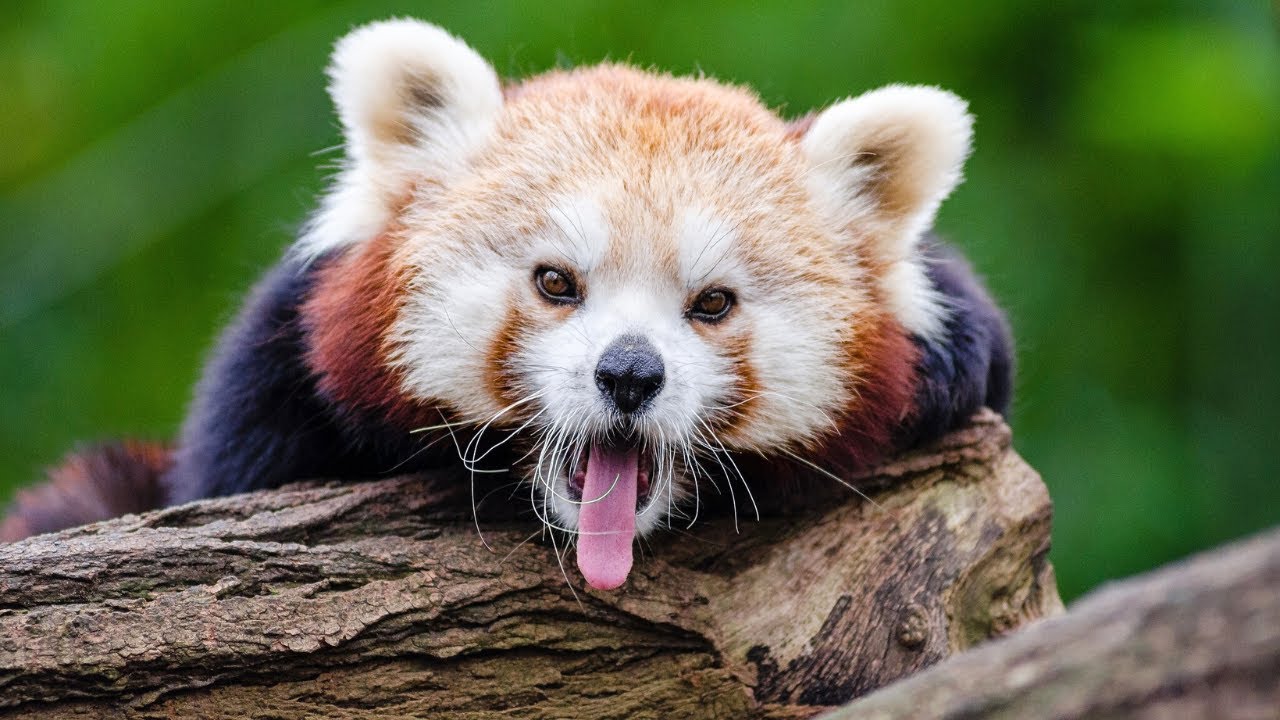 Red Panda Facts: Habitat and Species Revealed | wild animals