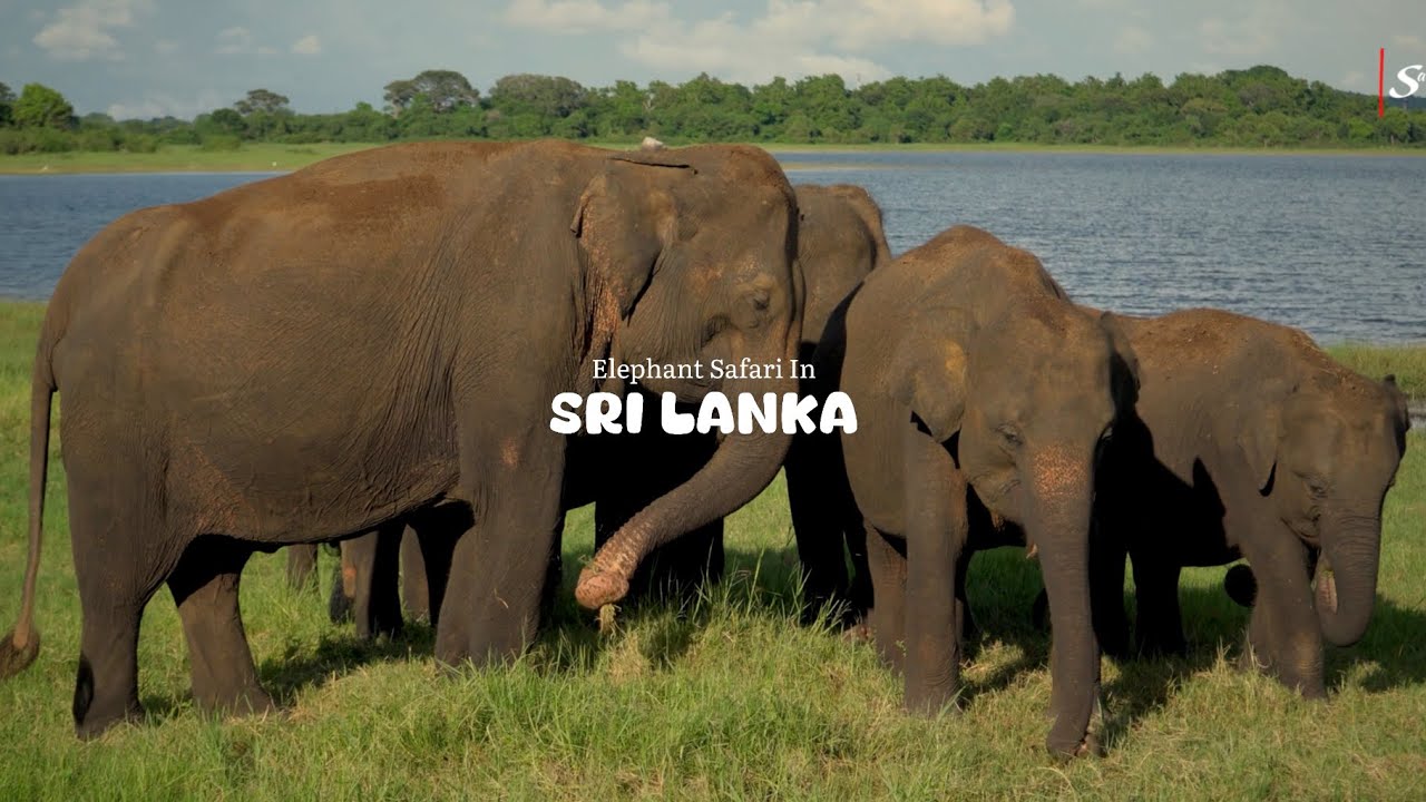 Safari in Udawalawe National Park | Sri Lanka | Ep - 6 | Budget Breakdown | A Day with Elephants