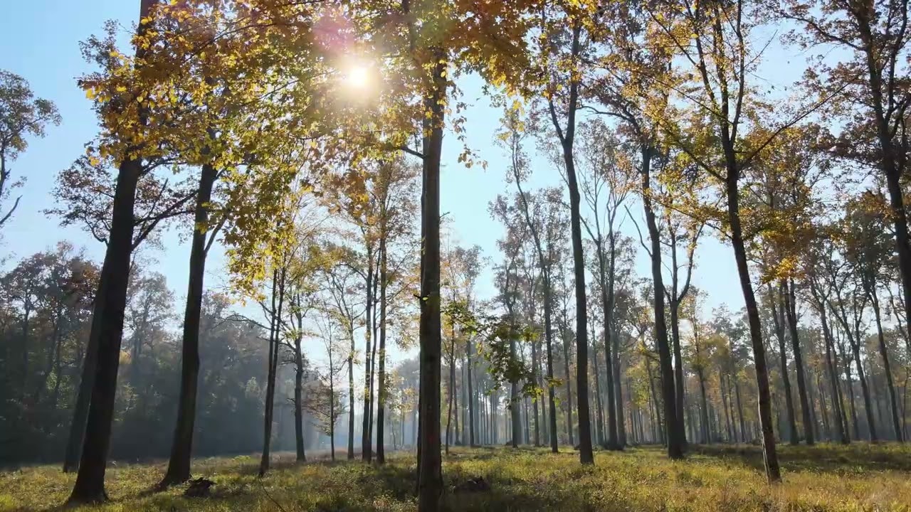 Forest in autumn in Podravina
