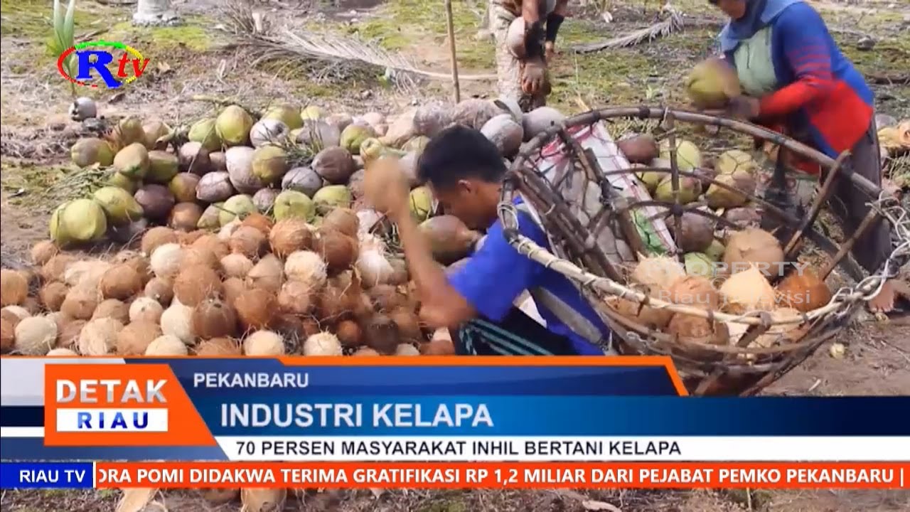 70 PERSEN MASYARAKAT INHIL BERTANI KELAPA