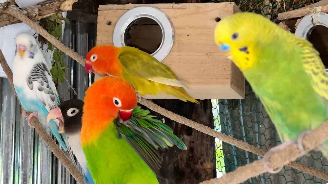 Beautiful Love birds Parrot 🥰 #parrot #budgielove #birdsounds #lovebirds