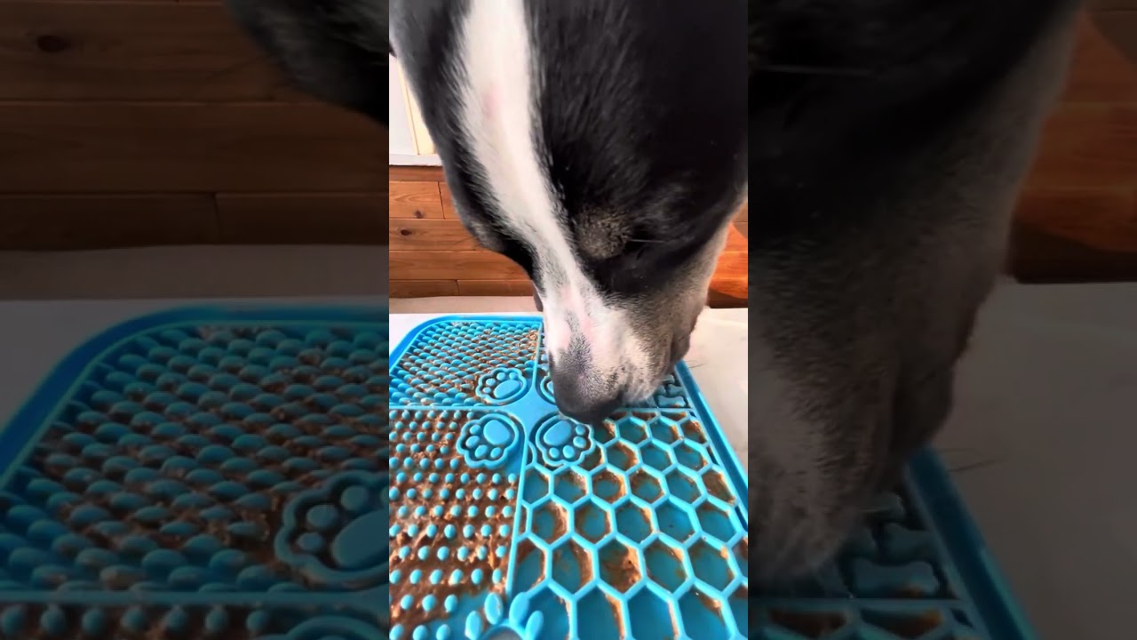 ASMR dogs licking peanut 🥜 butter