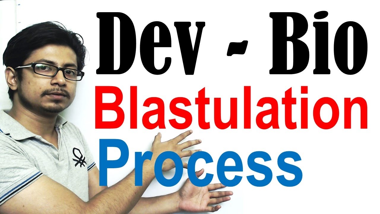 Blastulation